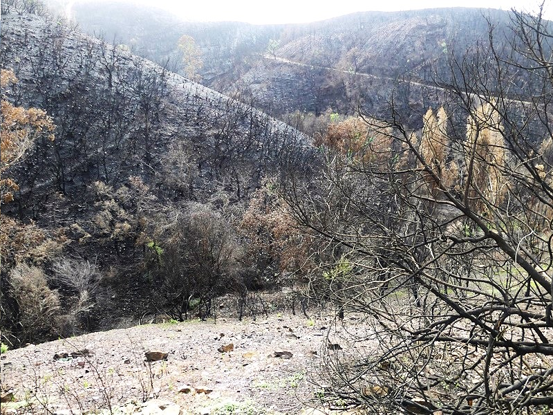 2018 fire in the Seixe valley, Portugal’s largest remaining Mirbeck habitat.