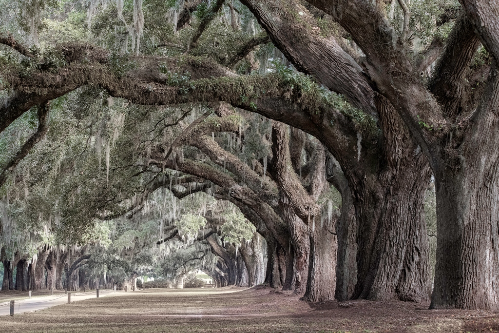 Southern live oaks, Boone Hall, Mount Pleasant, South Carolina.  © Beth Moon and Abbeville Press