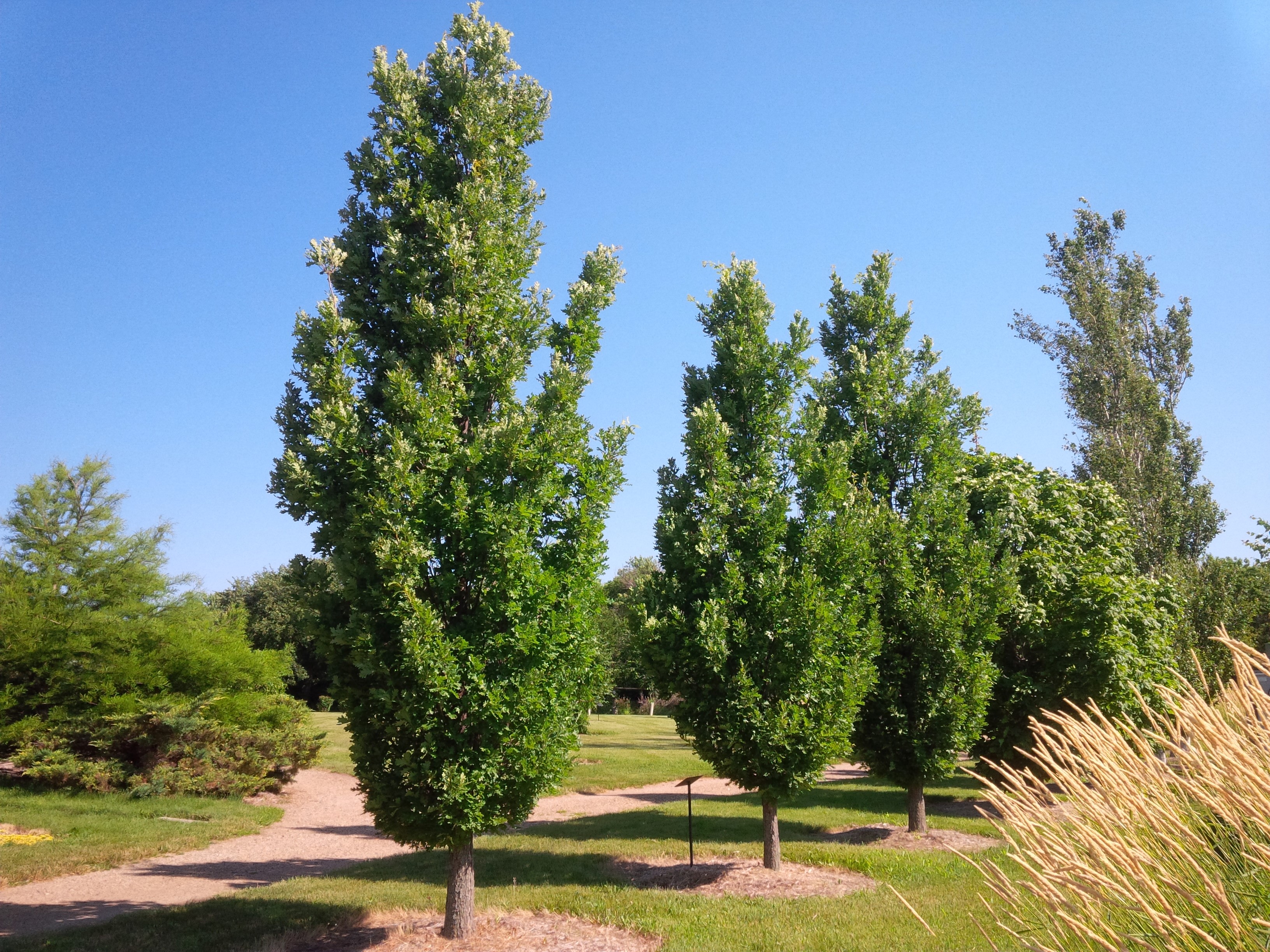 Quercus xbimundorum 'Crimschmidt' at Prairie Arboretum