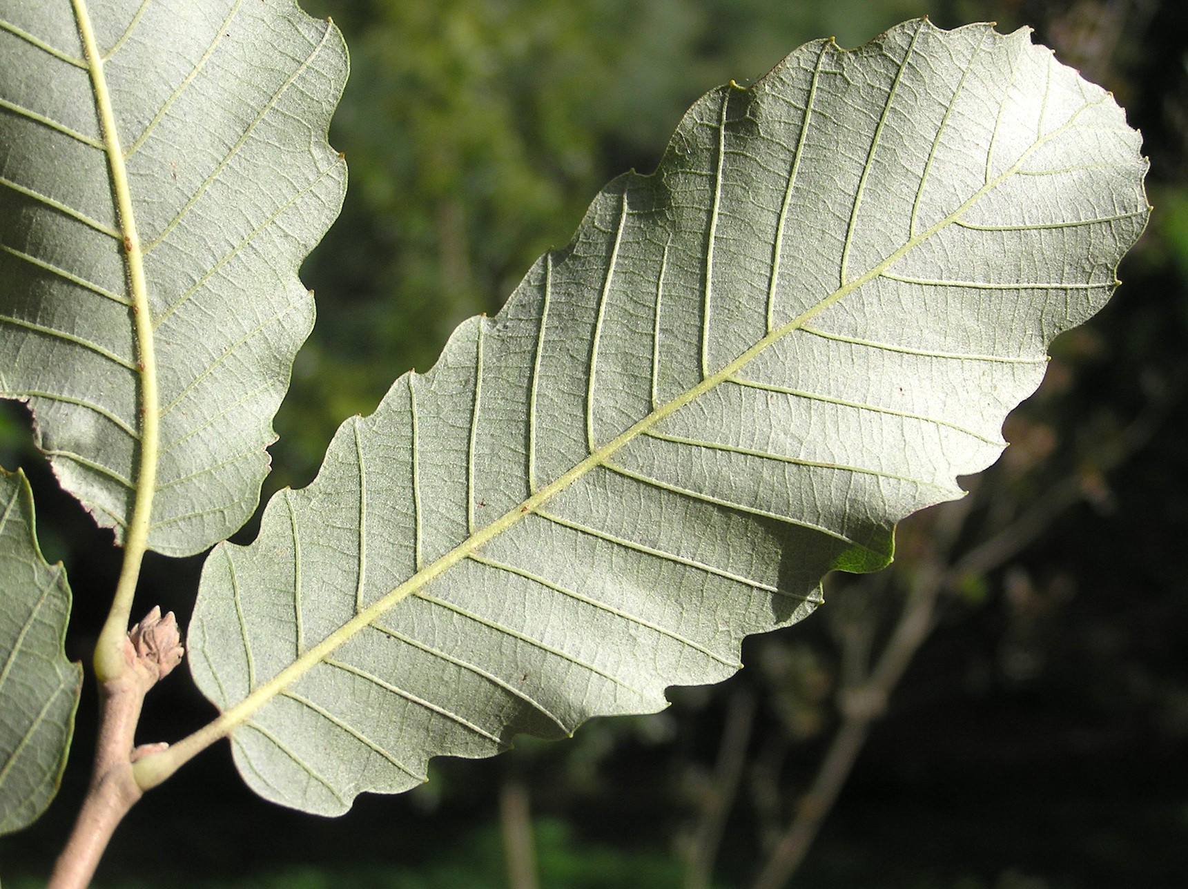 Tree identified as Q. afares in Iturraran