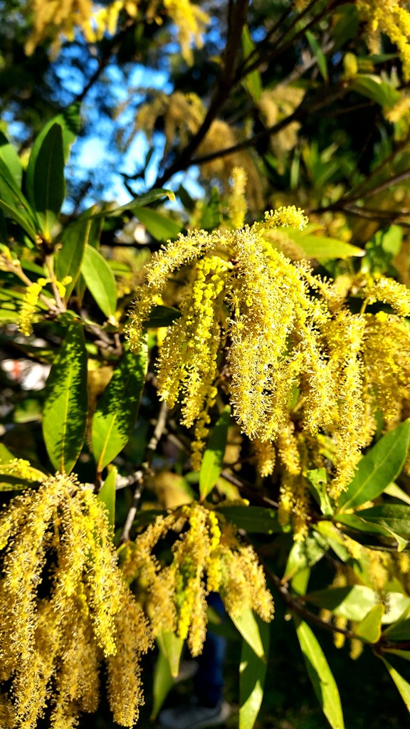 Quercus bambusifolia at RBGV