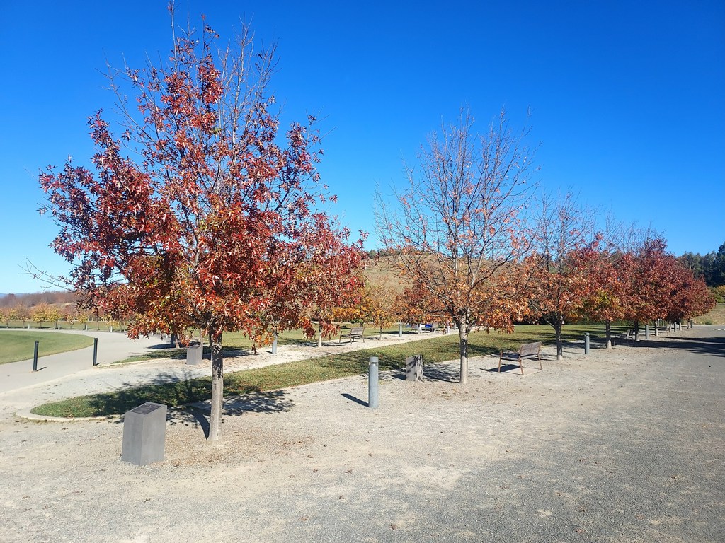 Planting of Q. palustris Freefall National Arboretum Canberra