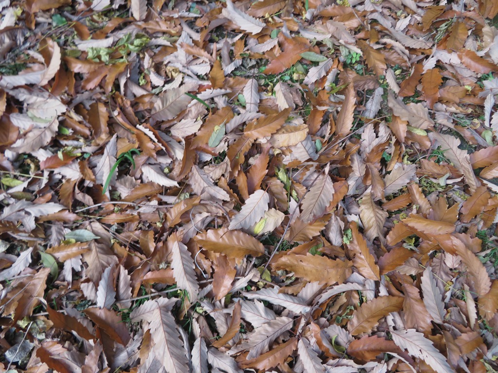 Quercus castaneifolia foliage Mount Usher
