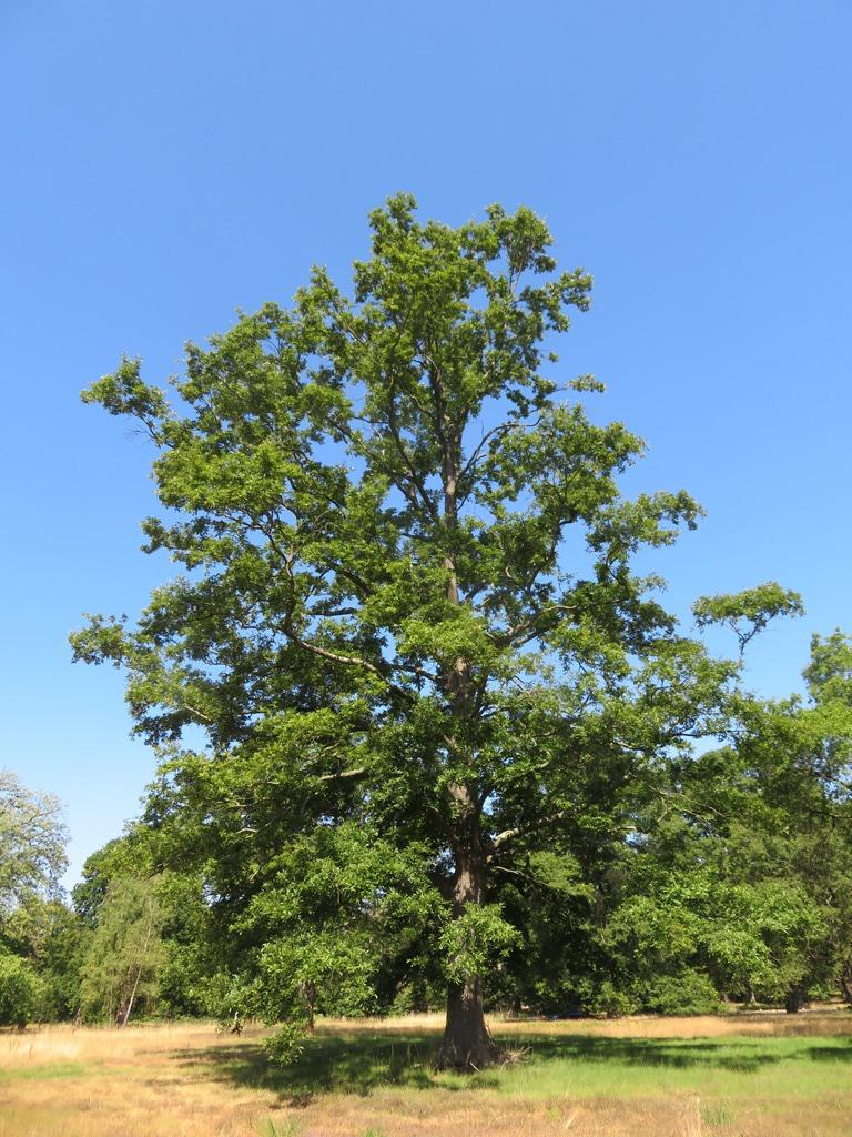 Quercus castaneifolia at Windsor Great Pagr