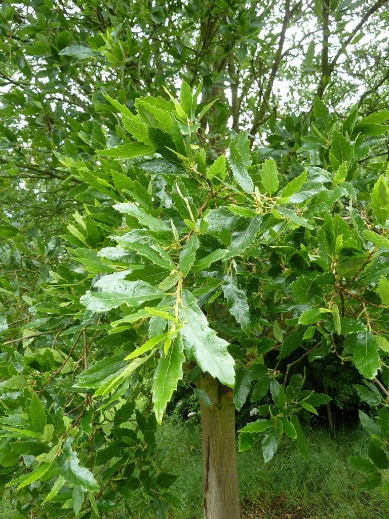 Foliage of Q. castaneifolia Green Spire at Castle Howard