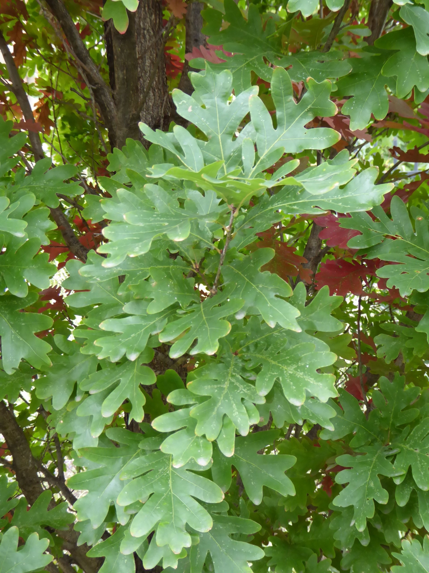 Quercus xbimundorum leaves