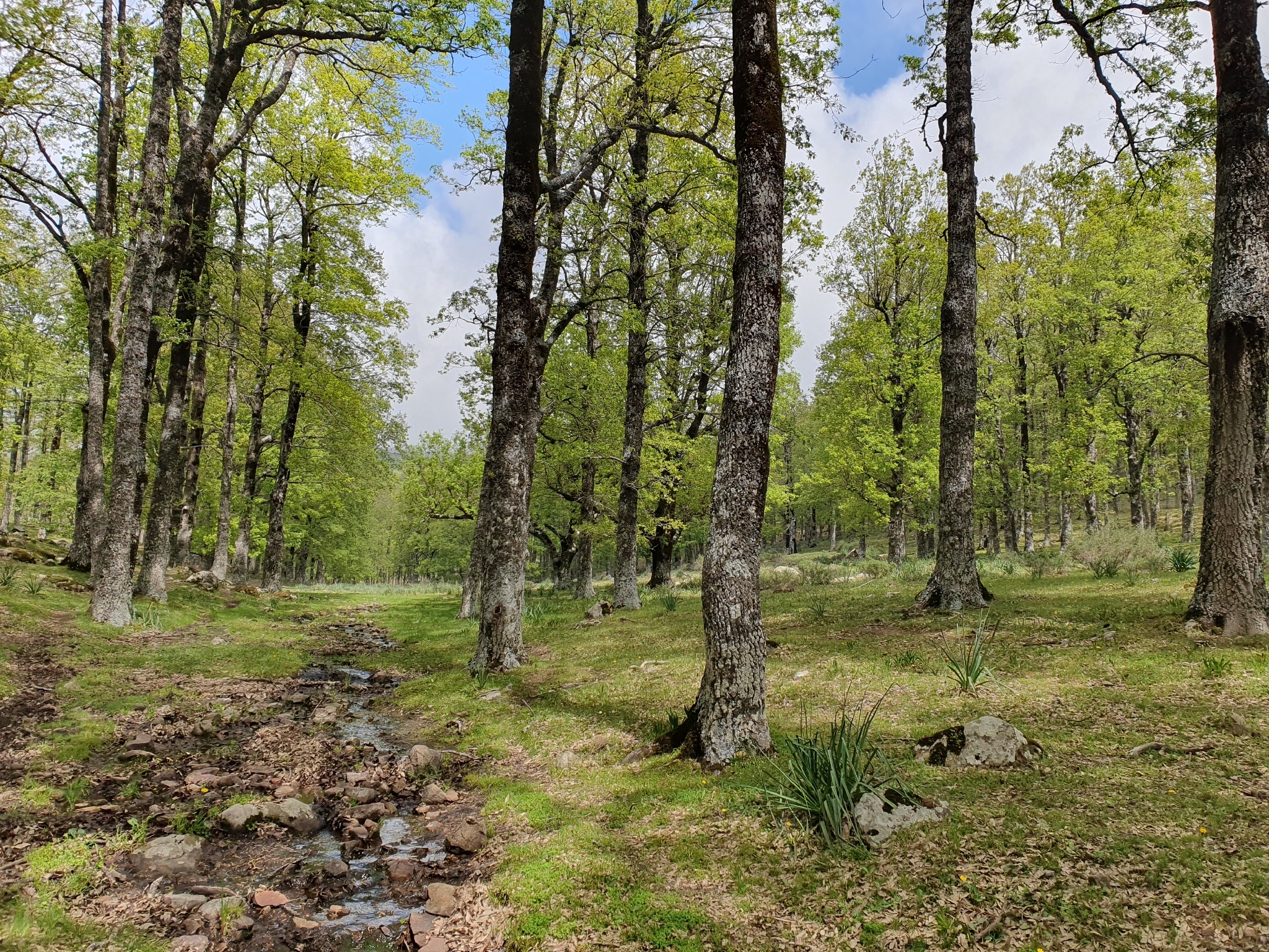 Quercus afares in habitat, Algeria, Mehdi Chetibi