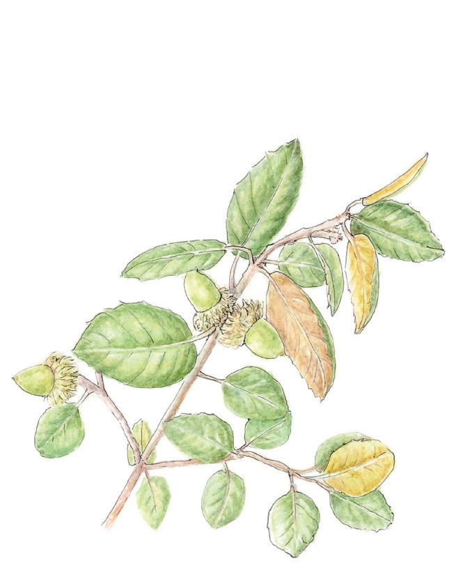 Quercus alnifolia
