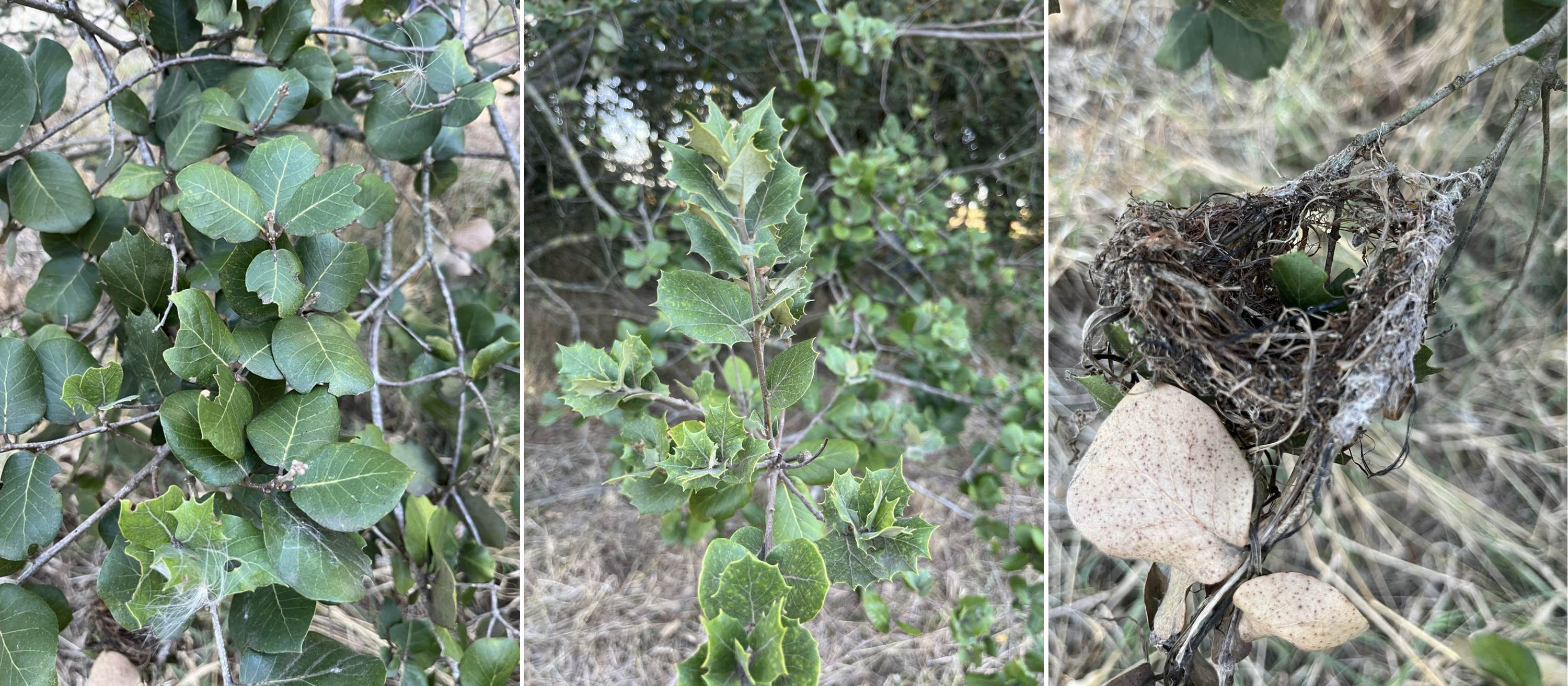Qercus baloot foliage and hummingbird nest