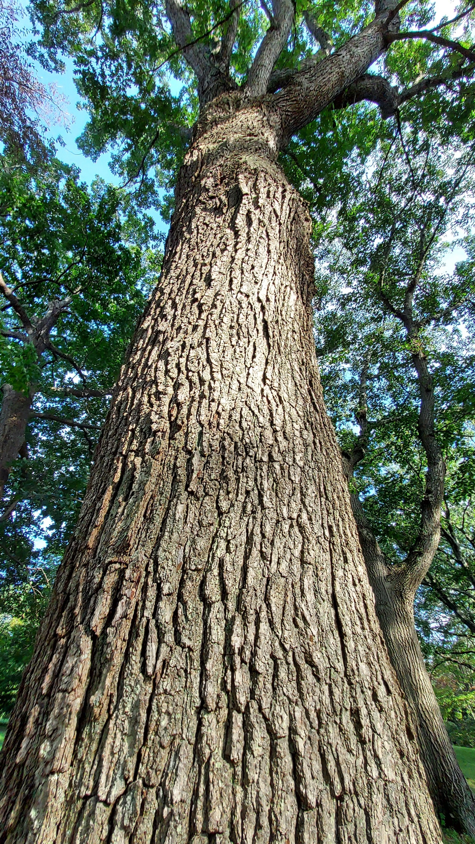 Quercus xbimundorum bark