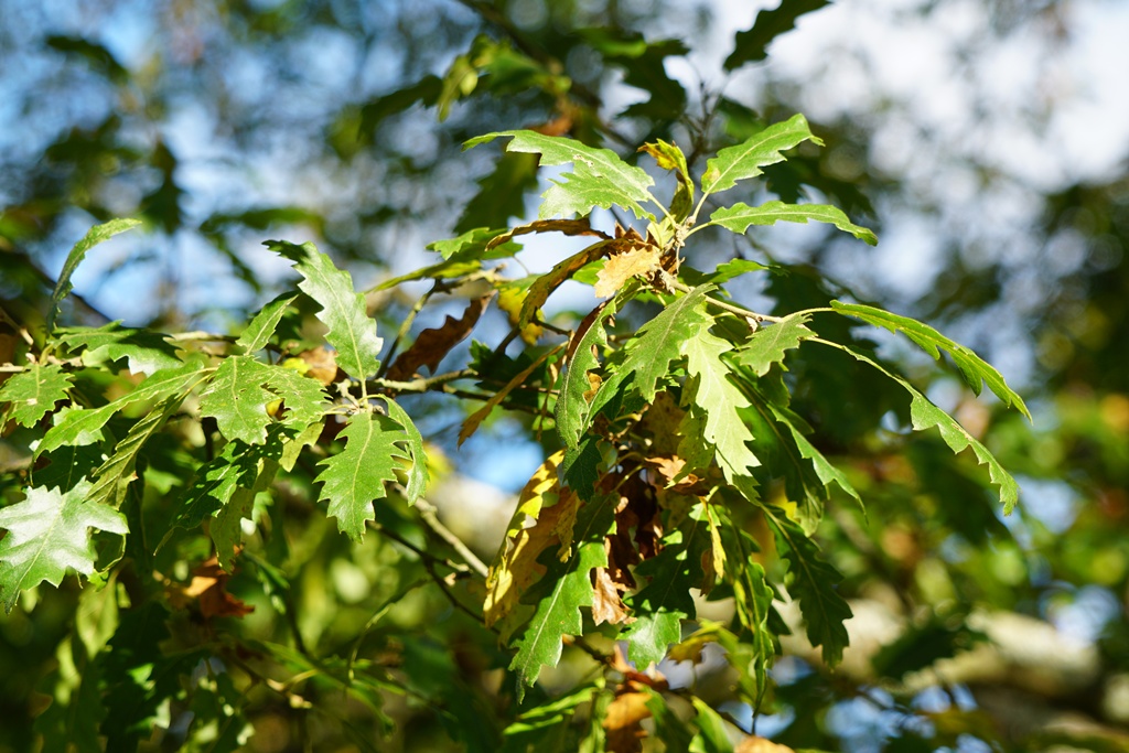 Quercus castaneifolia foliage at Savill Garden