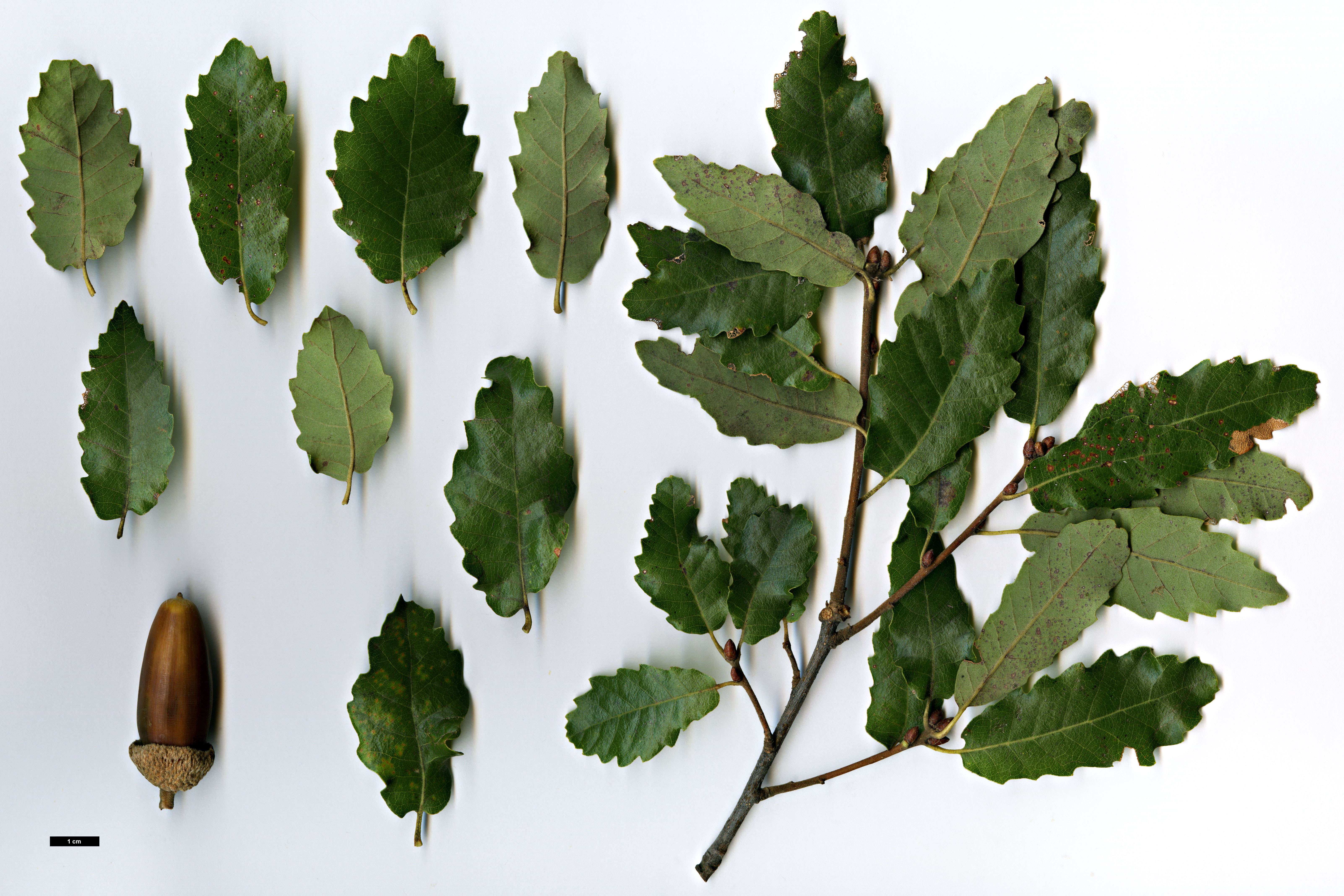 Quercus ×tlemcenensis (Q. canariensis × Q. faginea), collected during the IOS Tour of SW Iberia, 2002 © Jan De Langhe