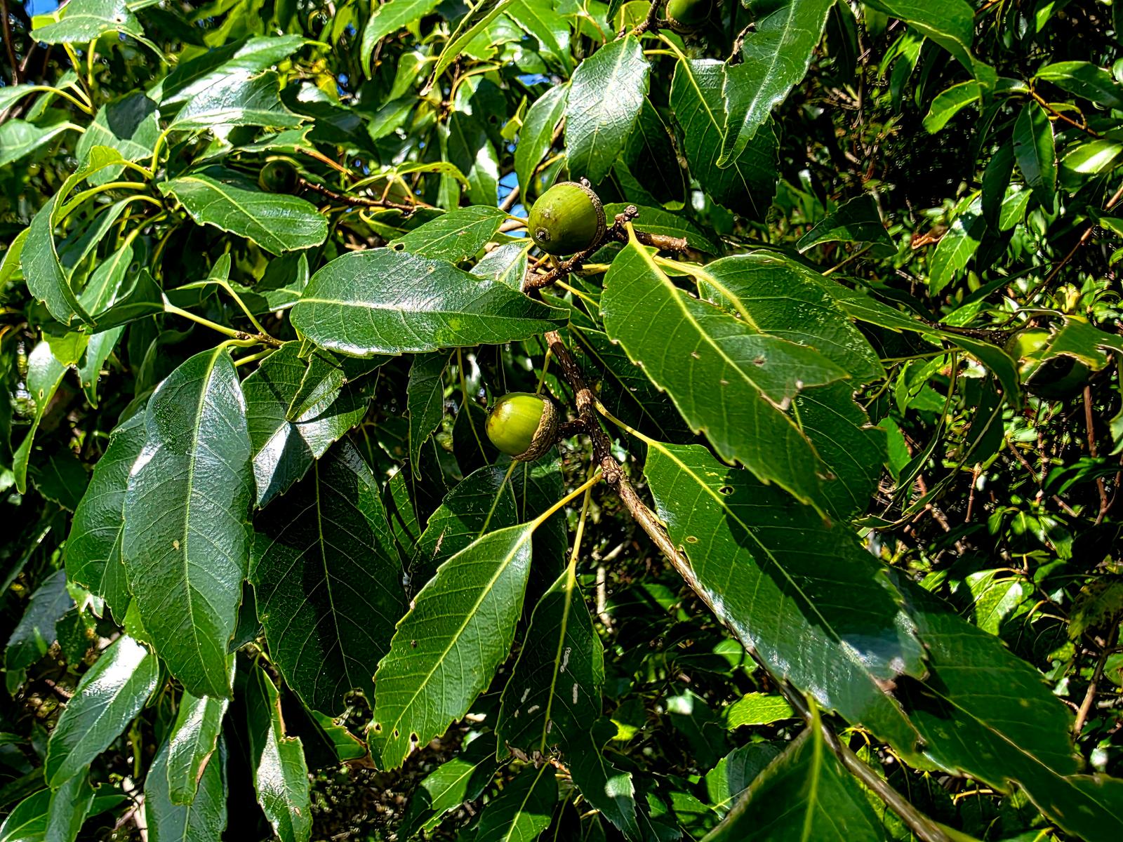 Quercus globosa