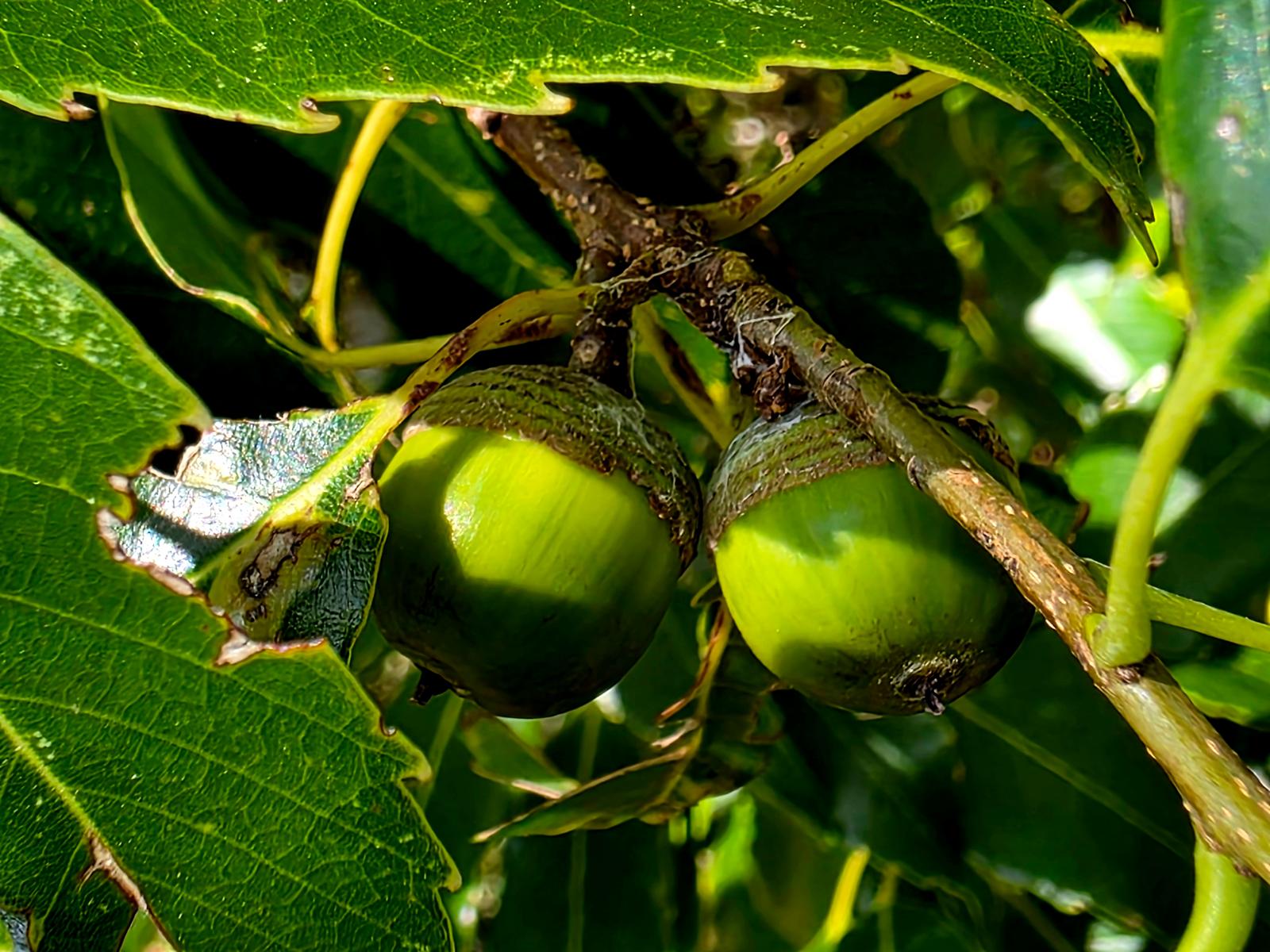Quercus globosa acorns