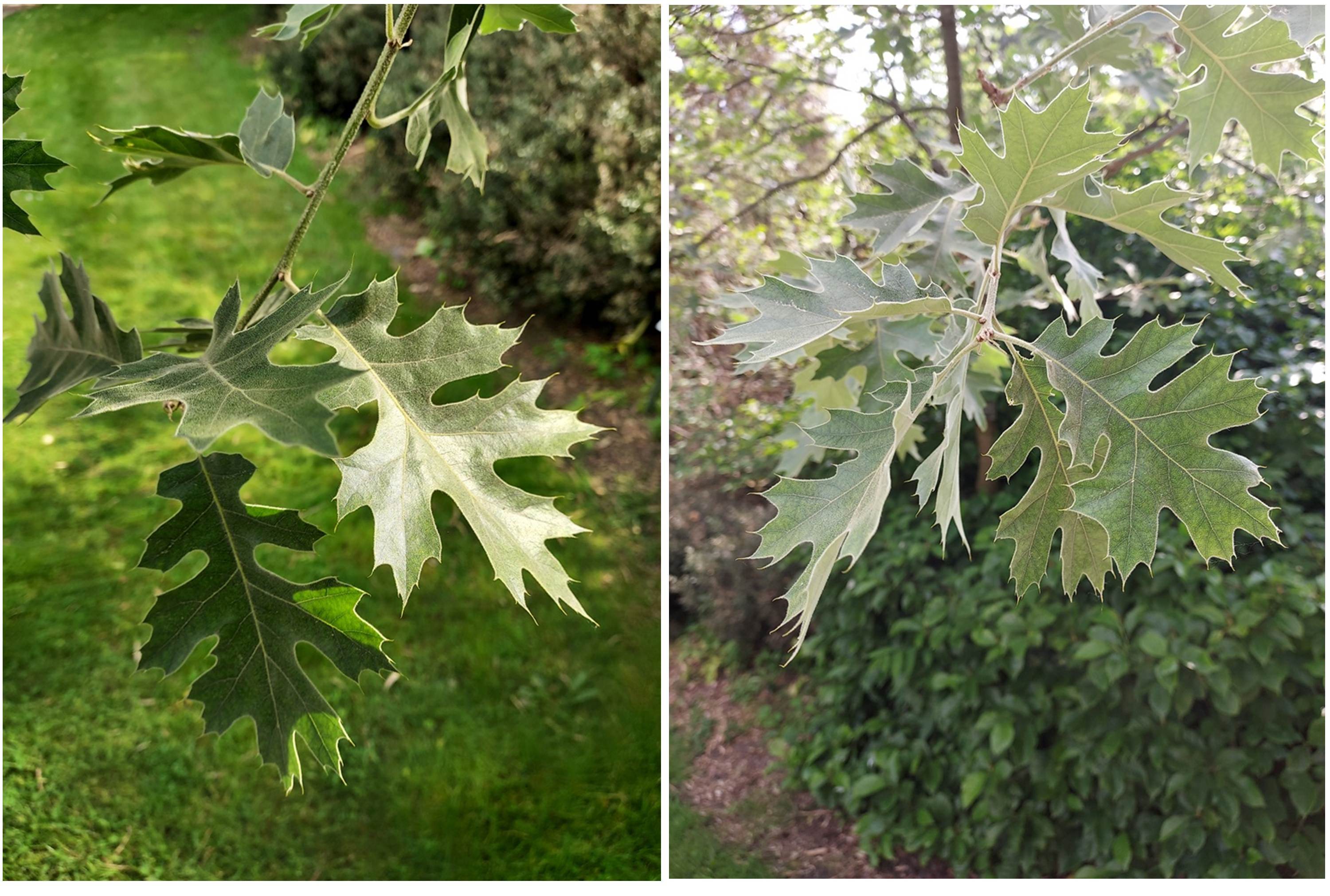 Striking new foliage on Quercus kelloggii