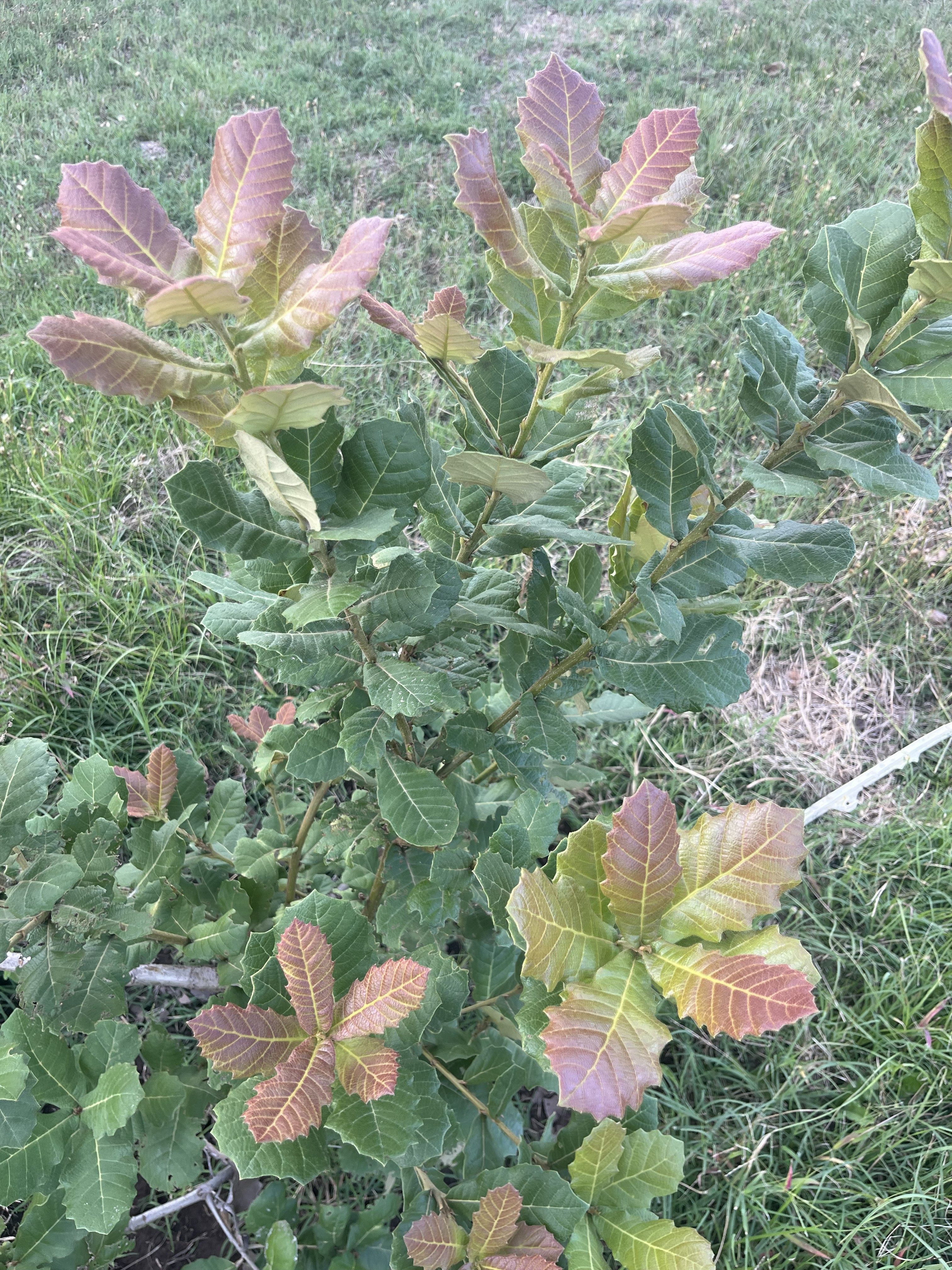 Quercus obtusata in Claudio Pedró's quercetum, from acorns sourced at UC Davis