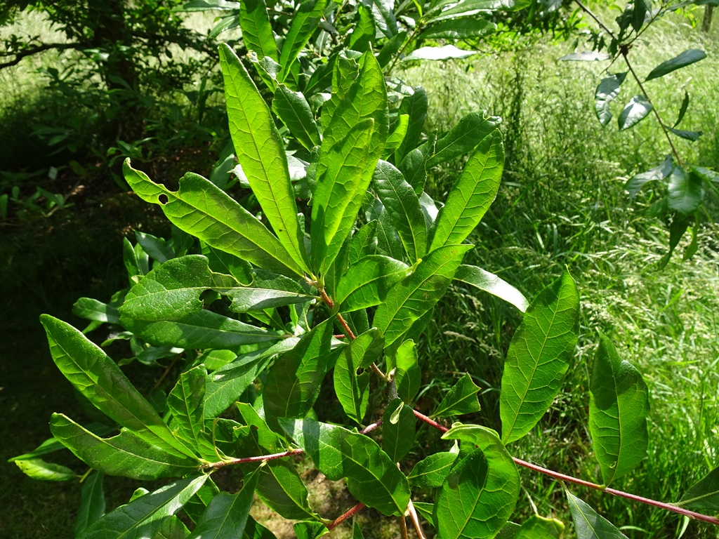 Quercus oglethorpensis