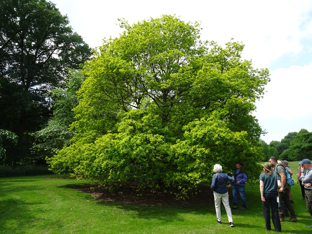 Quercus robur Concordia