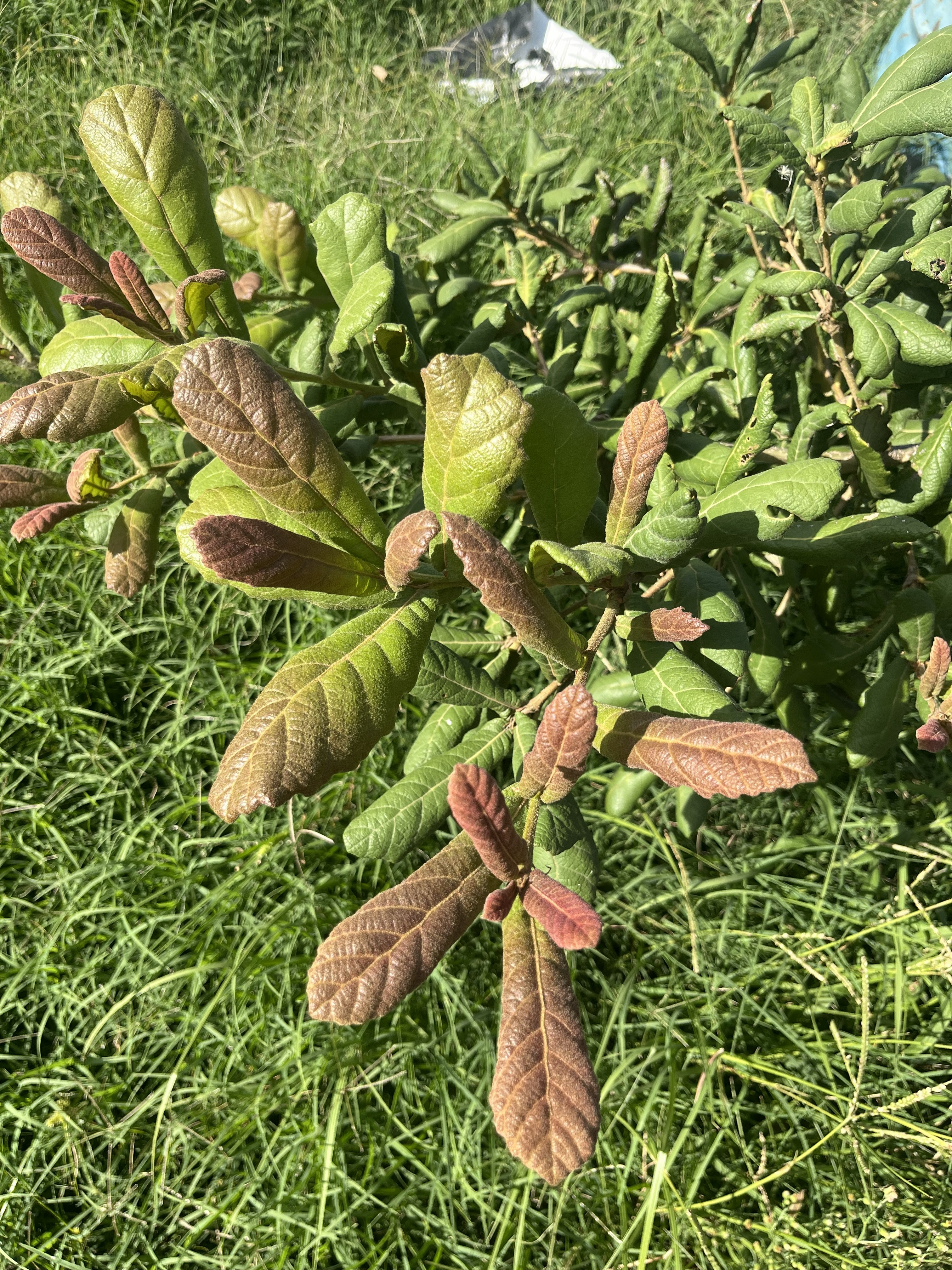 Quercus rugosa at 25 de Mayo