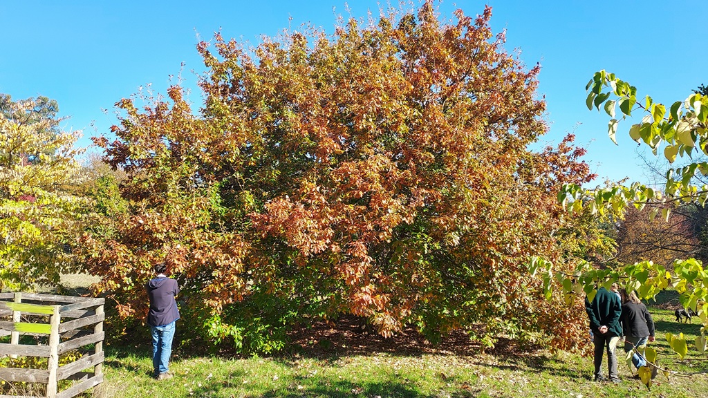 Quercus serrata at Bogle Arboretum