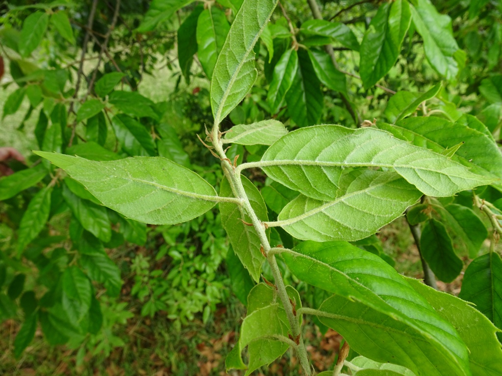 Quercus spinosa subsp. miyabei
