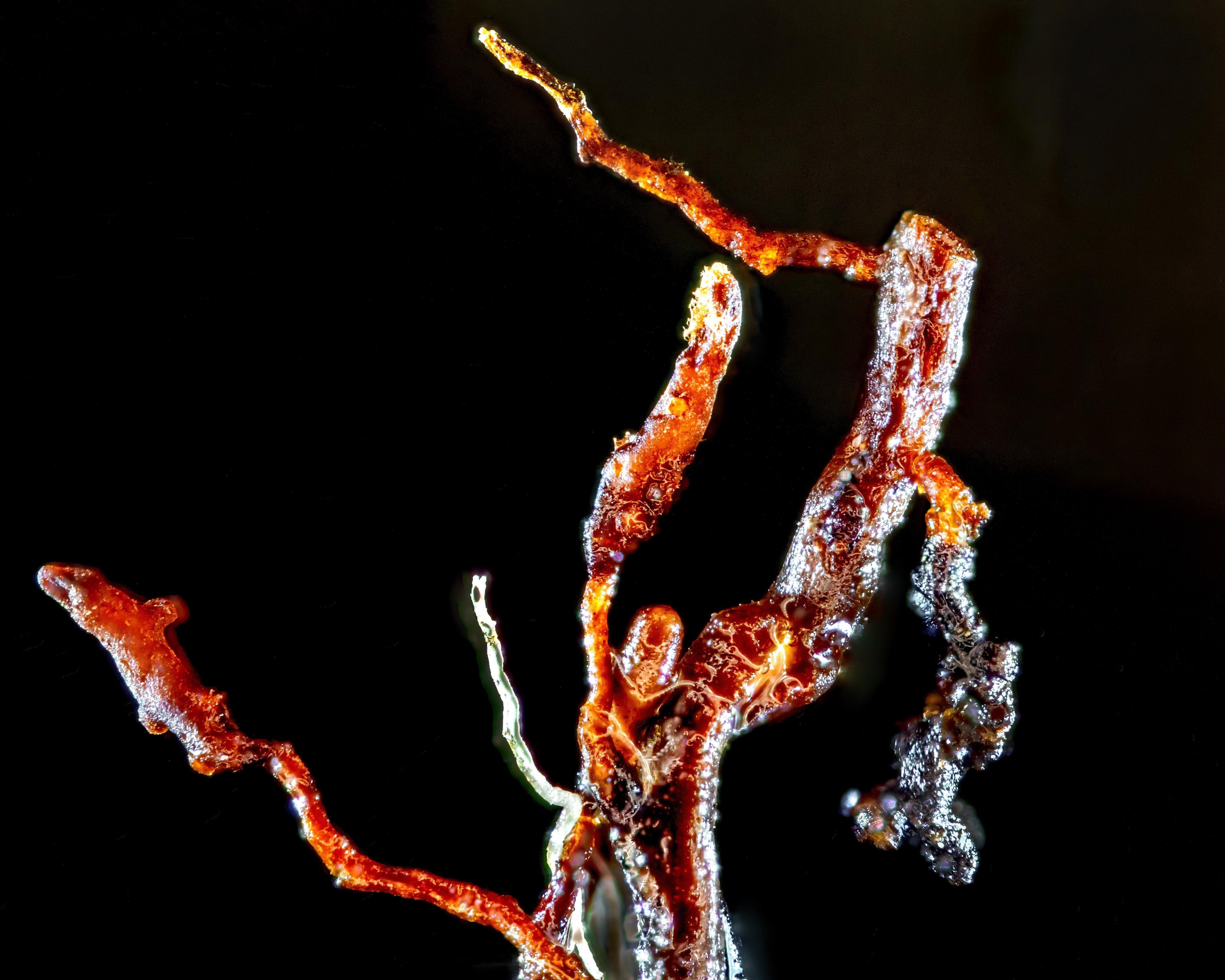 A root sample at high magnification. © Simon Parfey and SoilBioLab