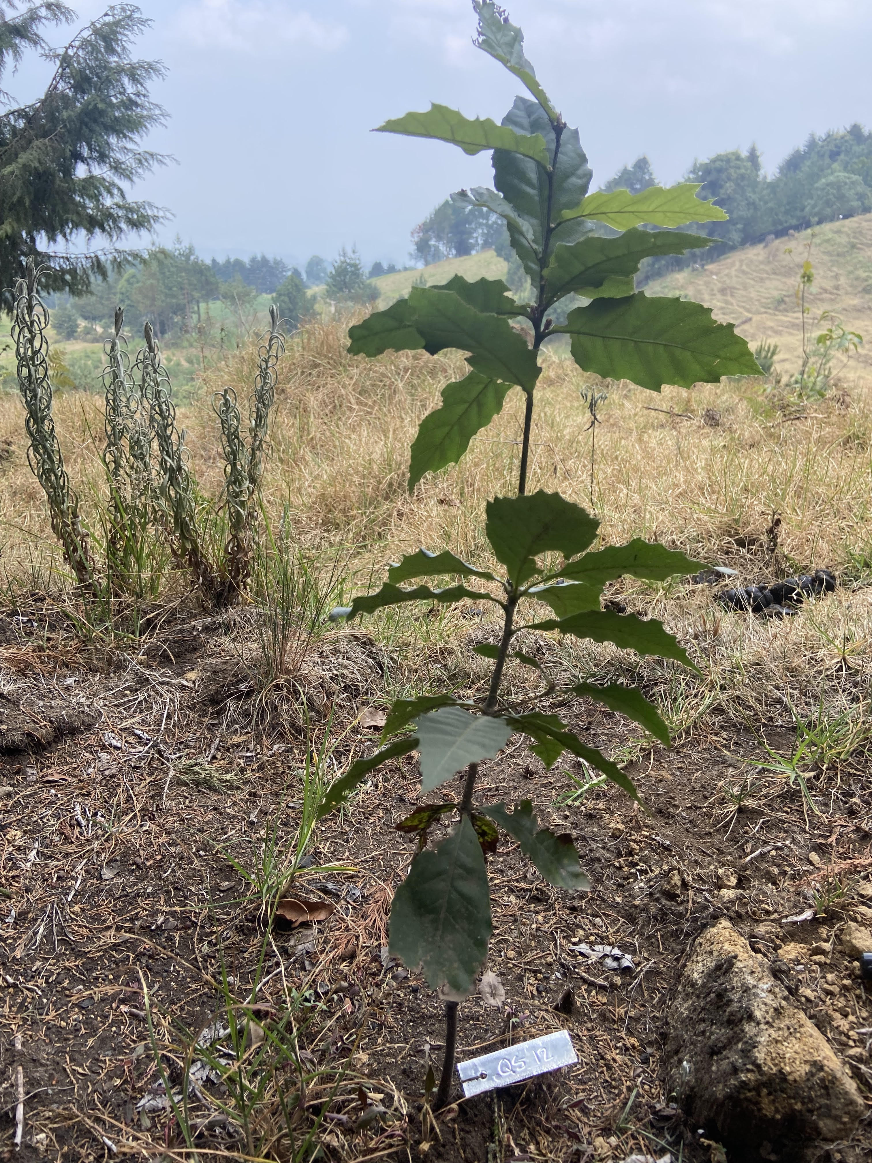 Quercus sartori seedling 1 year after planting
