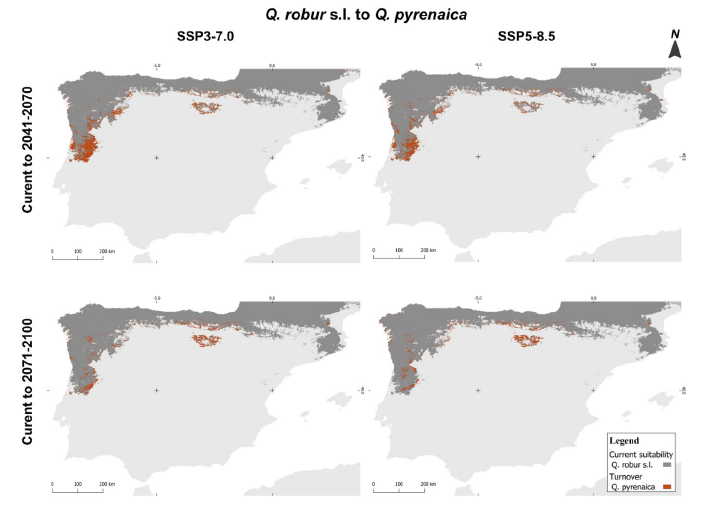 Fig. 10 Turnover from Q. robur s.l. current suitable area for Q. pyrenaica under two climate scenarios (SSP3-7.0 and SSP5-8.5) a
