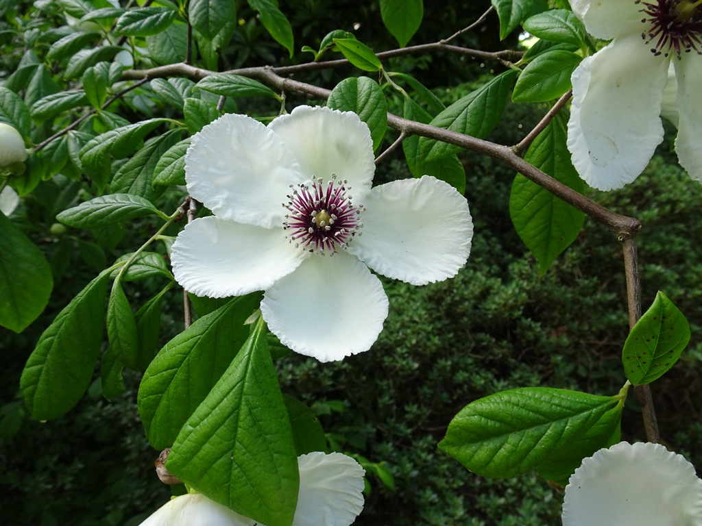 Stewartia melacodendron