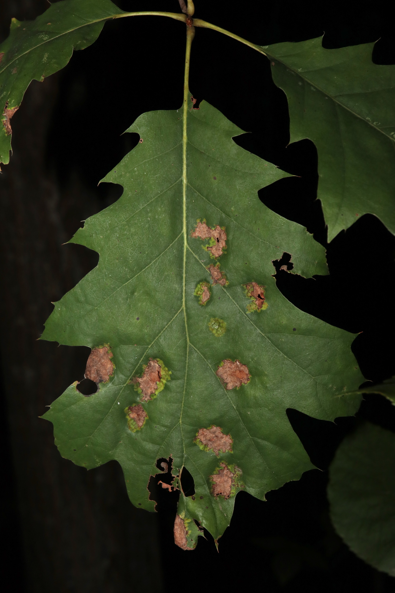 Taphrina caerulescens on Q. rubra, Fairfax Virginia