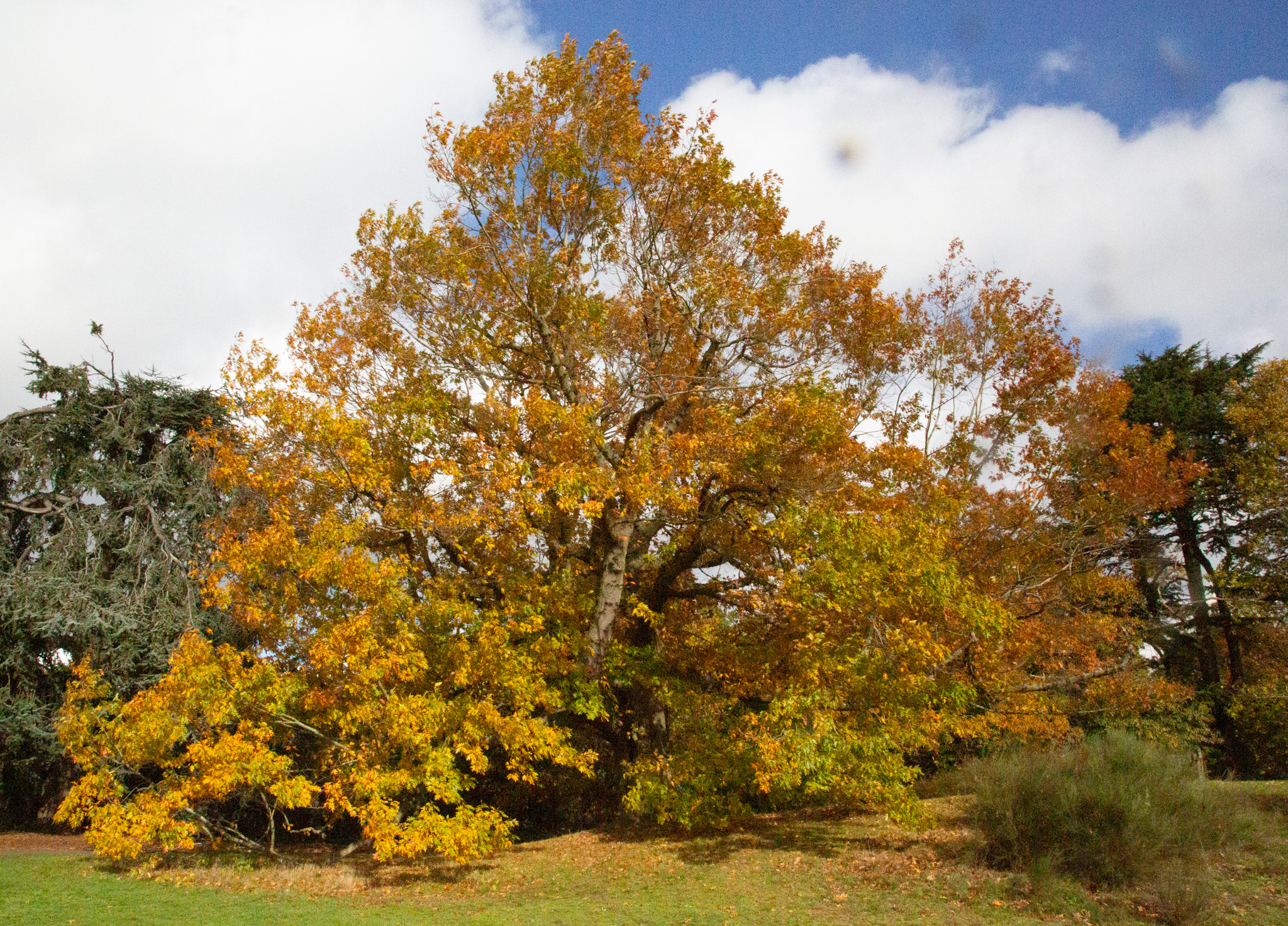 Quercus benderi at Kew (c) James MacEwen