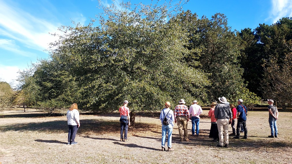 Viewing Bill Funk's oak collection at Mereweather Arboretum