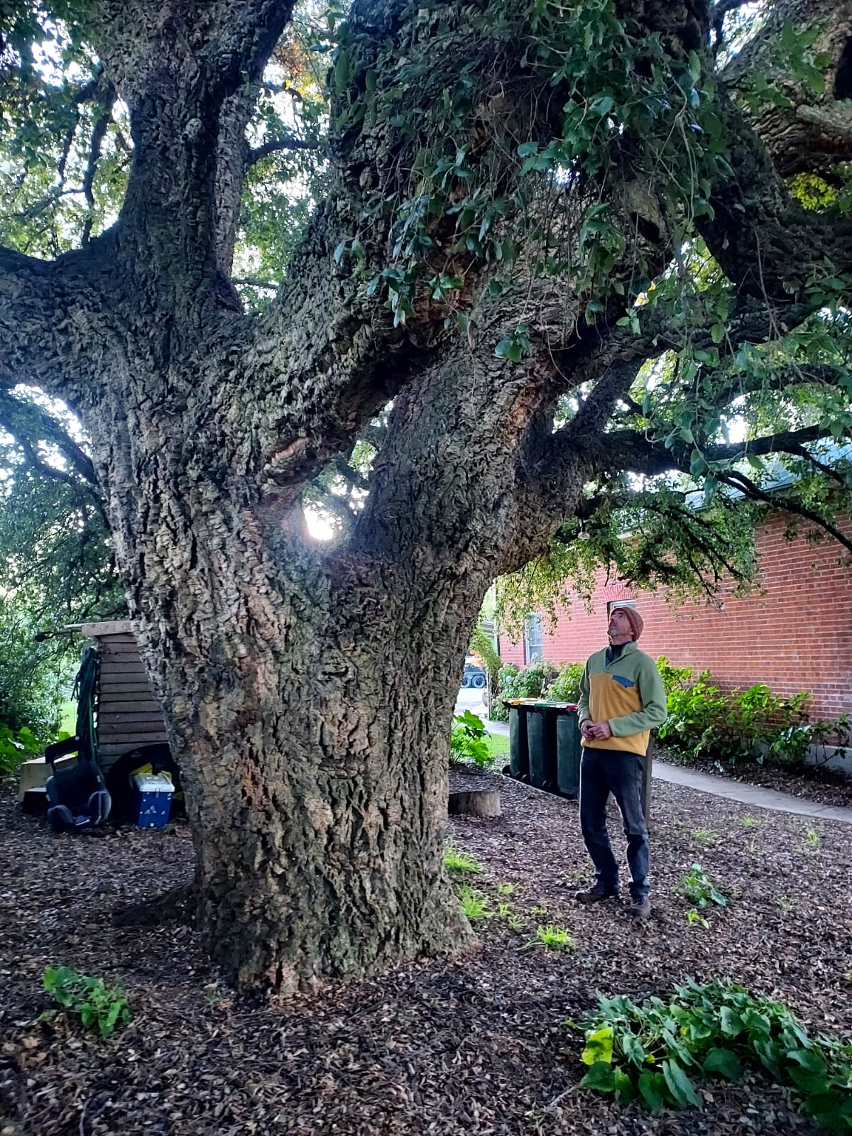 Quercus suber at Braidswood