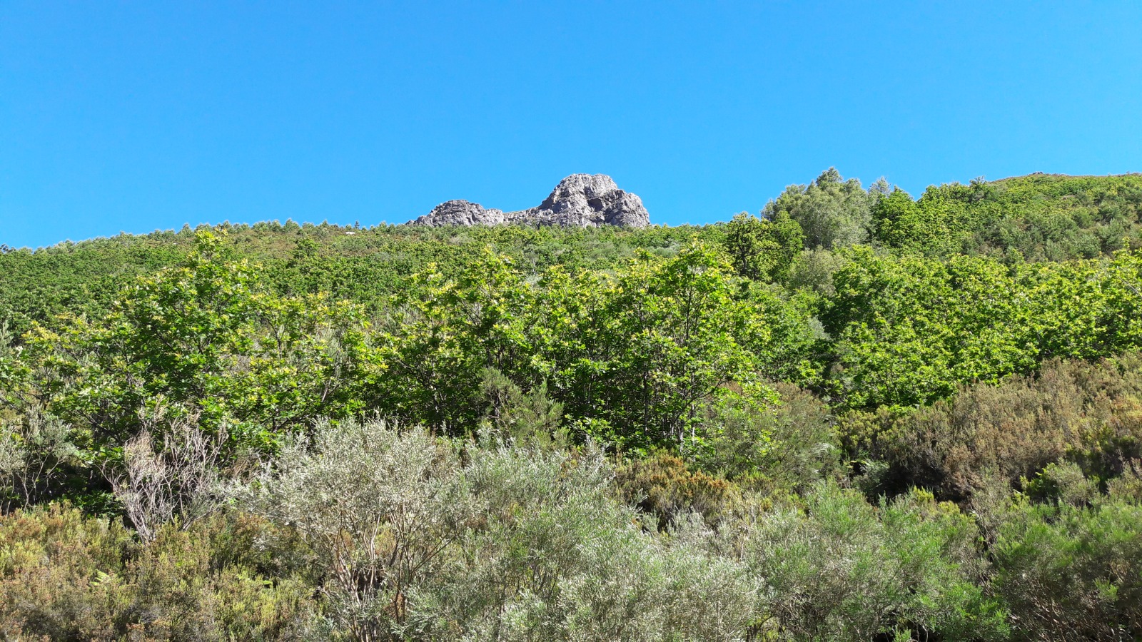 Quercus orocantabrica at type location