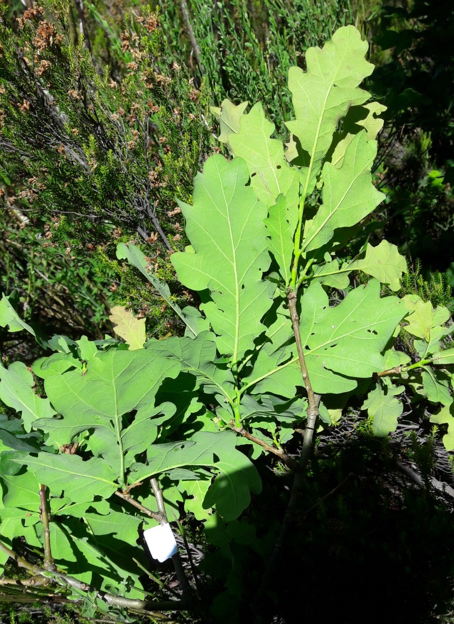 Leaf undersides on the samples used for molecular analyses by Vila-Vicosa et al. 2021