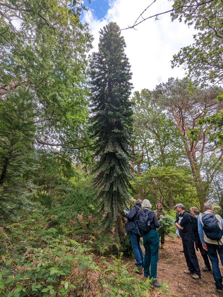 Wollemia nobilis 