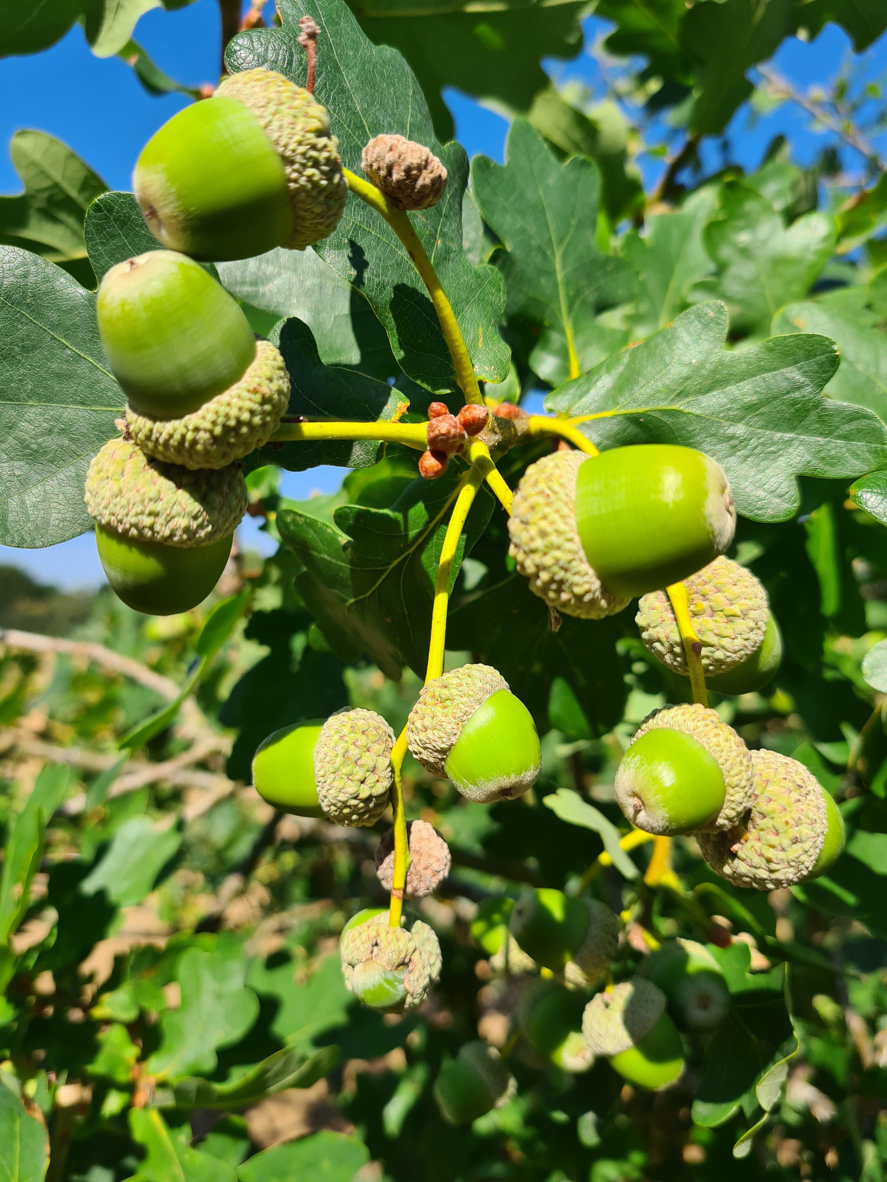 a. In a peak acorn year individual trees can have as many as 10 mature acorns per shoot, but the average across all trees has ne