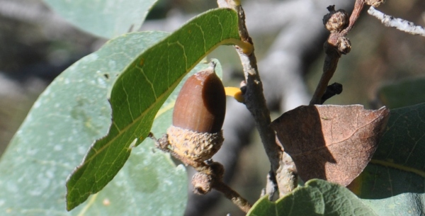 Quercus engelmannii