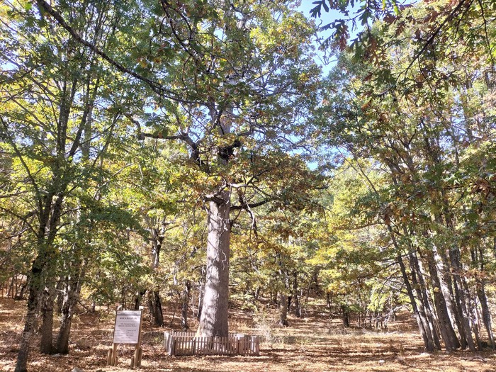 dış mekan, bitki, ağaç, orman içeren bir resim
Yapay zeka tarafından oluşturulmuş içerik yanlış olabilir.