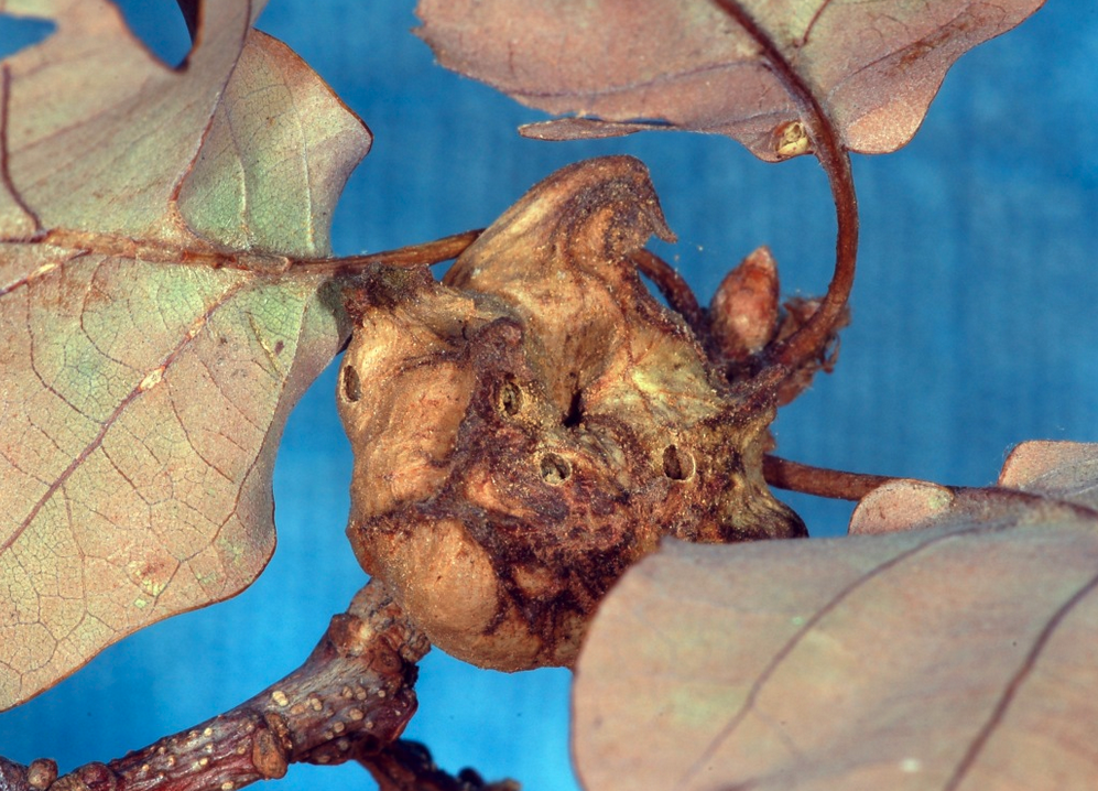 The gall formed by the asexual generation of Andricus coriarius on putative Q. robur,  Wiesbaden, Hessen, Germany. © Fritz Gelle