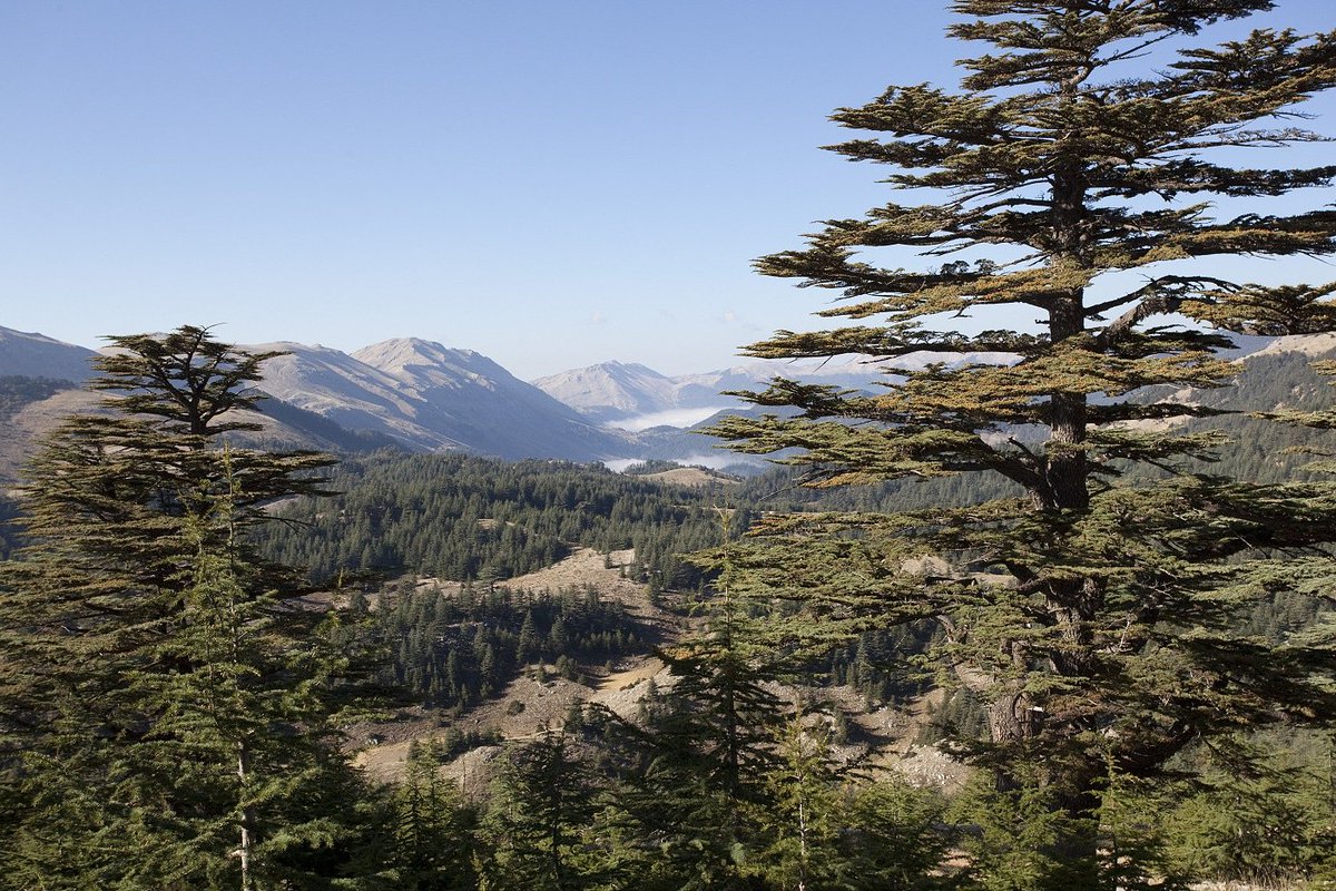 bitki, dış mekan, ağaç, kozalaklı ağaç içeren bir resim
Yapay zeka tarafından oluşturulmuş içerik yanlış olabilir.