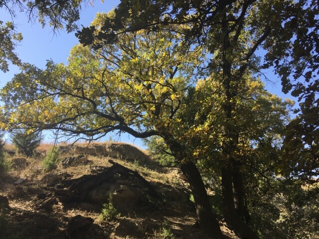 Oak Grove at Burr Oak Canyon, McCook, Nebraska
