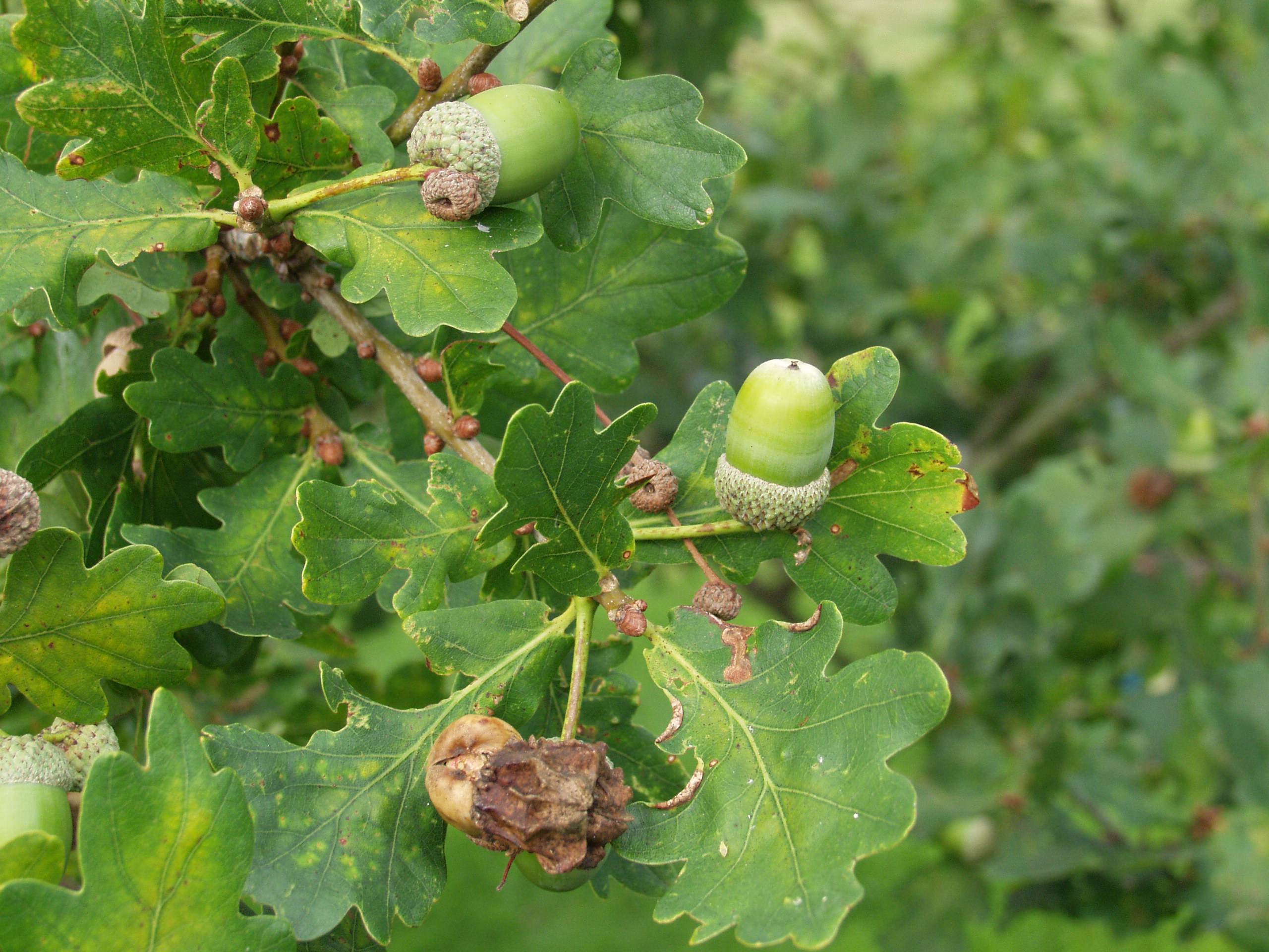 b. The Knopper Gall Insect (the agamic generation of Andricus quercuscalicis: Hymenoptera: Cynipidae) attacks a much lower perce