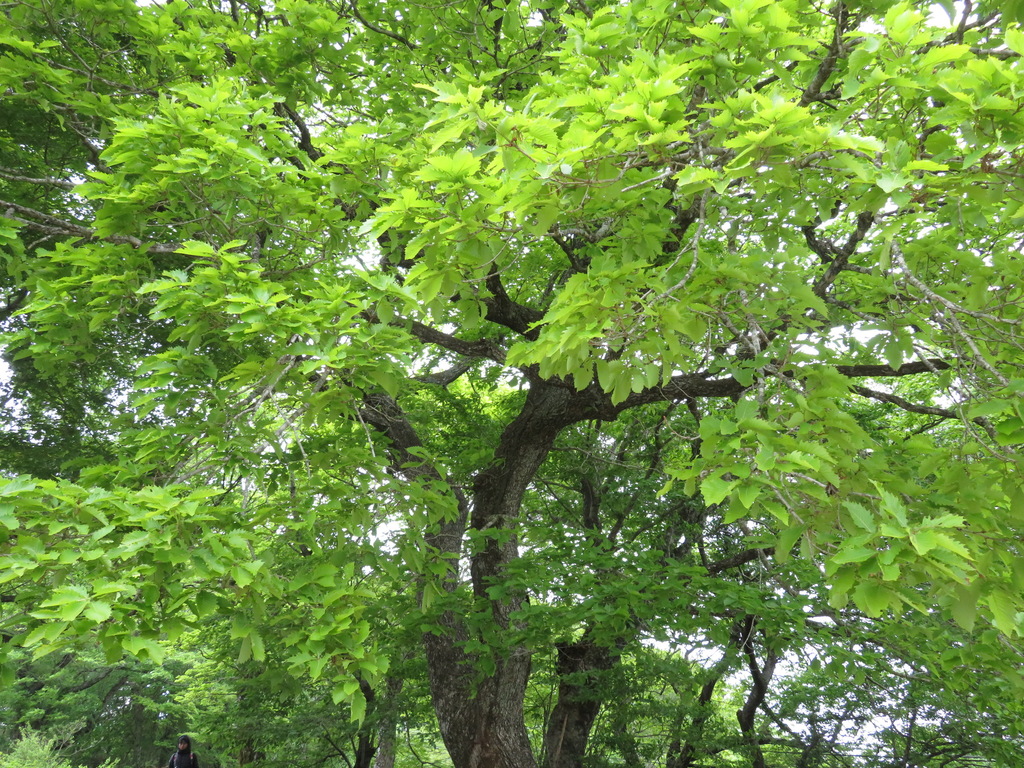 Quercus crispula https://www.inaturalist.org/people/belvedere04