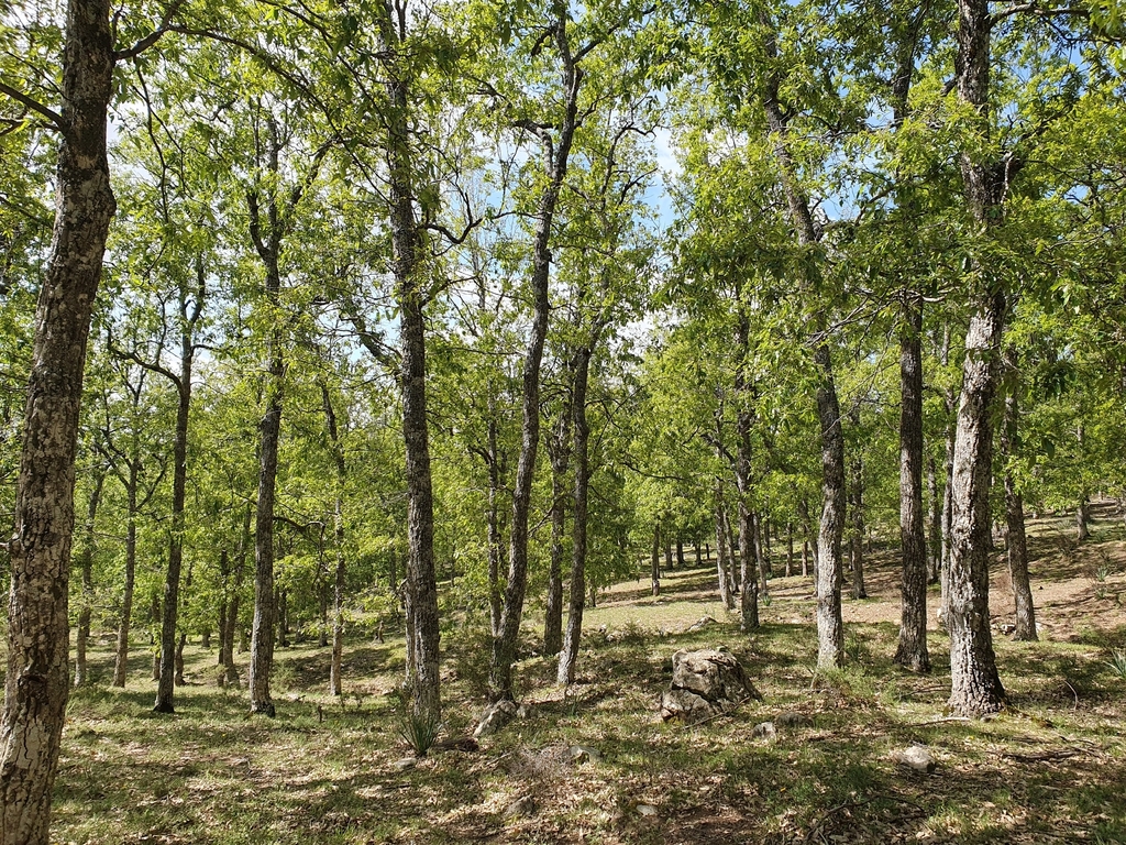 Quercus afares woodland, mehdichetibi , Algeria, Sétif Province,  Ain-Sebt Commune