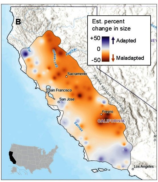 The provenance trial indicated valley oak growth declines across much of the low-elevation inland range and growth increases in