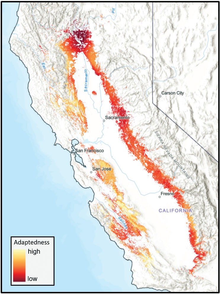 Adaptedness to future climate across blue oak range measured through landscape genomic tools. Darker reds represent lower adapt