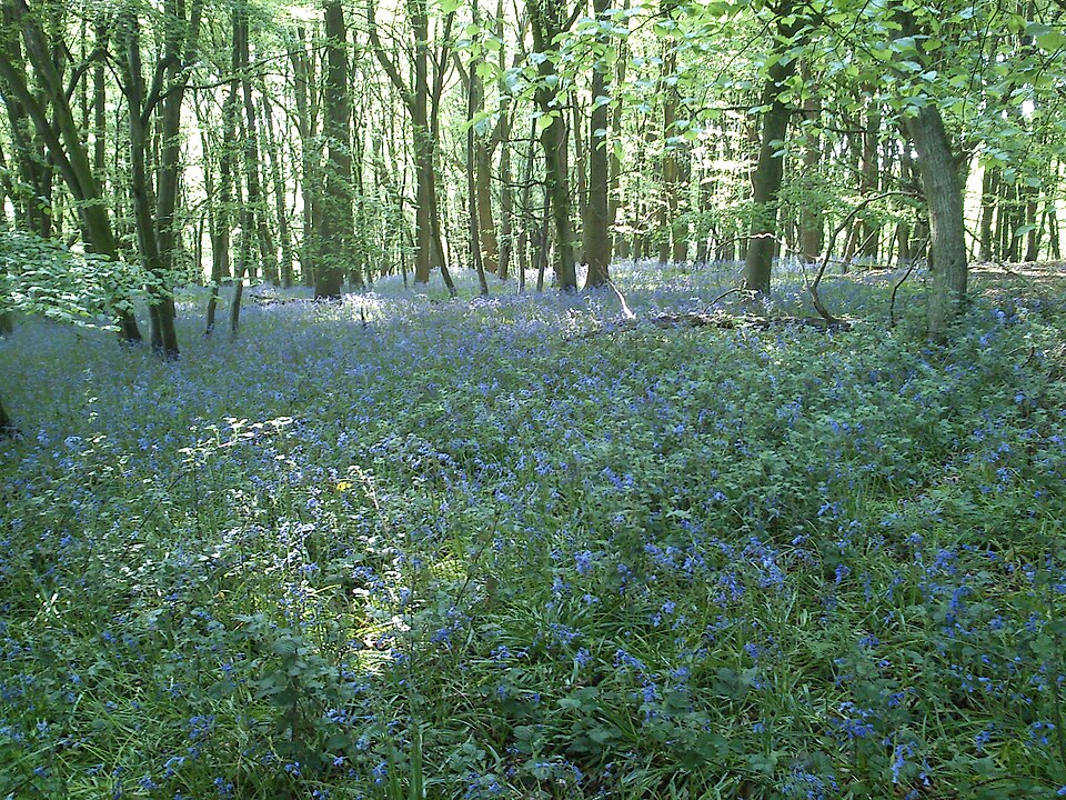 Spring in Wytham Woods. © Paul Trafford.  Reproduced under the Creative Commons Attribution 2.0 licence