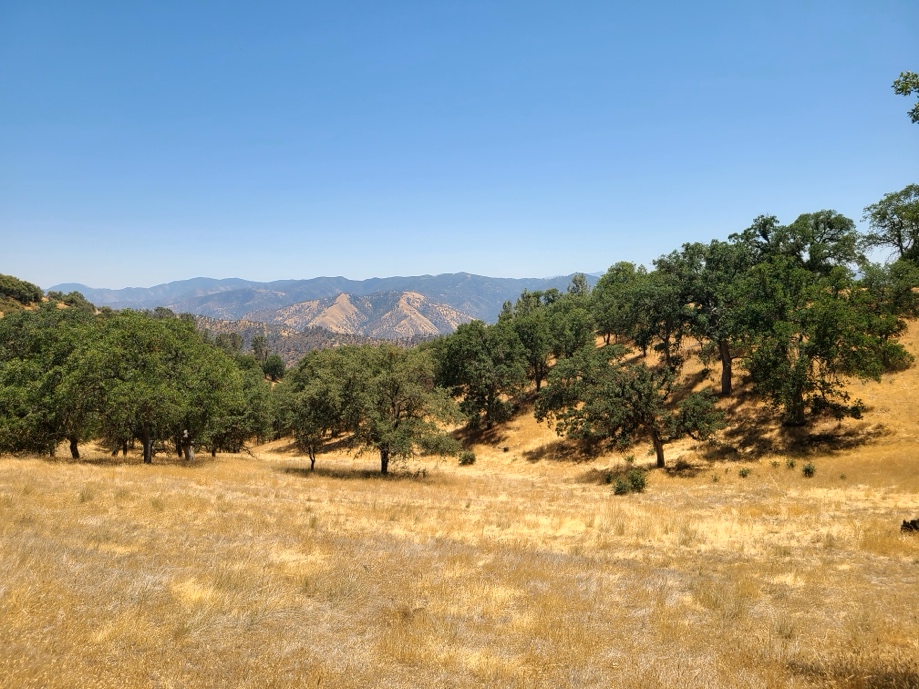 Landscapes such as these would face a drastic change of character and loss of ecological function  if the blue oaks were lost. ©