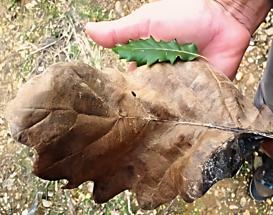 Note the significant range in size below of leaves collected only metres apart